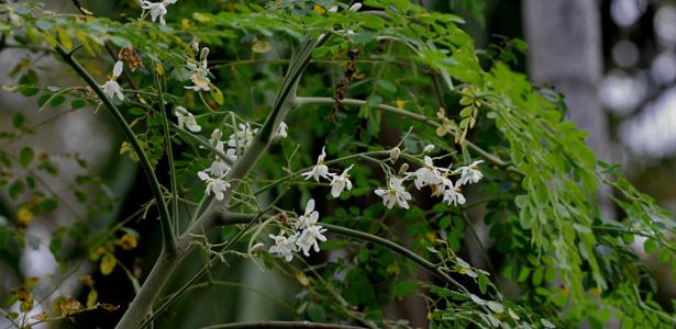 Moringa, az antioxidánsban gazdag szuperélelmiszer