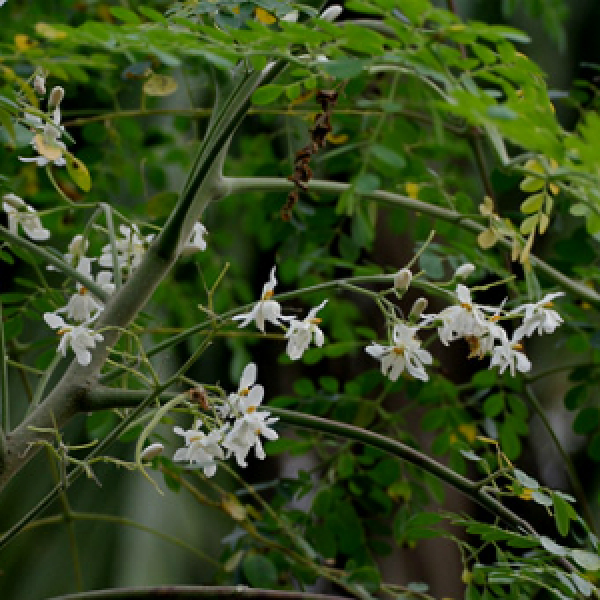 Moringa, az antioxidánsban gazdag szuperélelmiszer