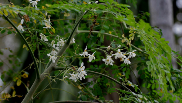 Moringa, az antioxidánsban gazdag szuperélelmiszer